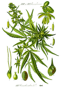 Cannabis sativa  vollplus.de